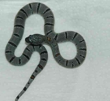 Hatchling GBK2