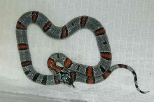 Hatchling GBK1