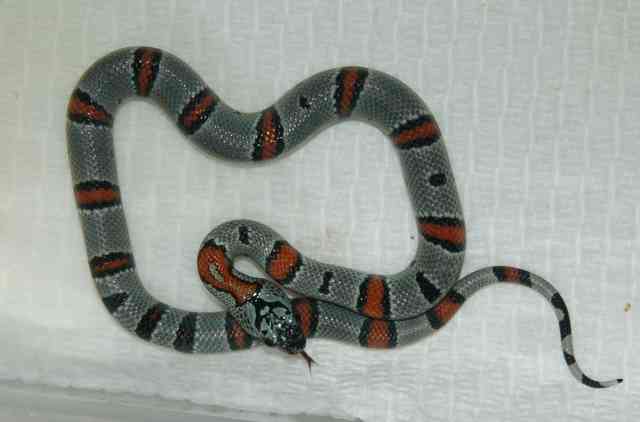 Hatchling GBK1