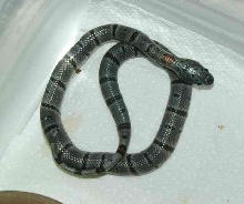 Hatchling GBK4