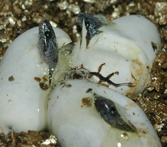GBK HATCHLINGS PIPPING 07/24/06