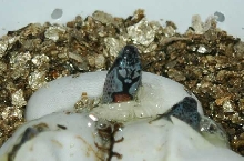 GBK HATCHLINGS PIPPING 07/24/06