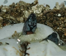 GBK HATCHLINGS4 PIPPING 07/24/06