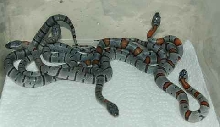 GBK Hatchlings