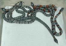 GBK Hatchlings2