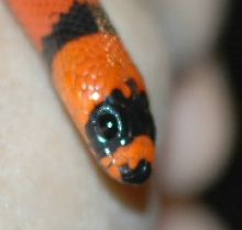 Tangerine Honduran Milksnake Closeup