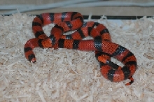 Hondo-Female