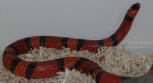 Hondo Male