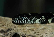 MD Locale Eastern King Female Closeup