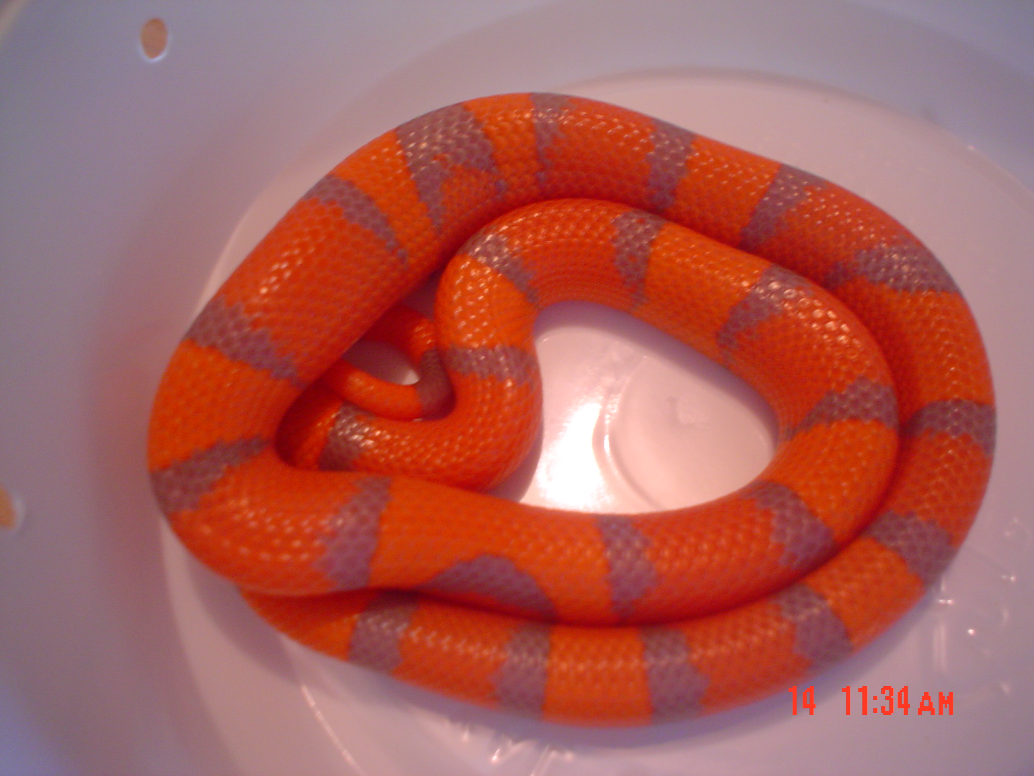 Extreme Hypo Male