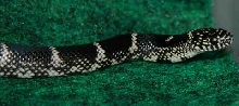 OBK Male 1