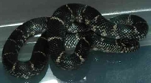OBX KINGSNAKE FEMALE