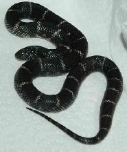 OBX KINGSNAKE Male