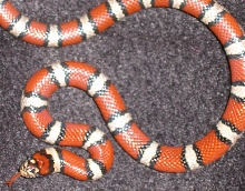 Red Milksnake-Ruby