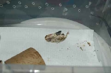 Rotting Egg