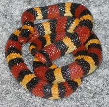 Scarlet Kingsnake-JINX
