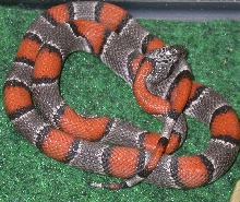 Graybanded Kingsnake-Trinity