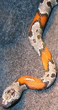 Graybanded Kingsnake- W (Bush)