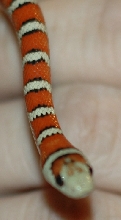 Knoblochi-Wishbone Closeup