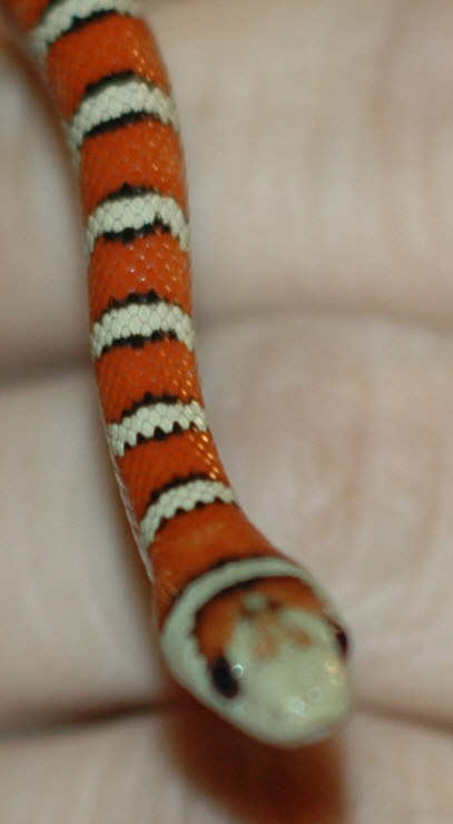Knoblochi-Wishbone Closeup