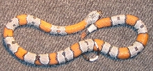 Graybanded Kingsnake- Picasso