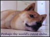 cute shiba