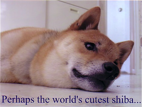 cute shiba
