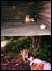 Neka Hut