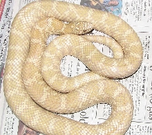 Albino Fl king