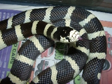 Cal king black and yellow female