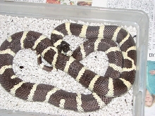 Cal king in nest box