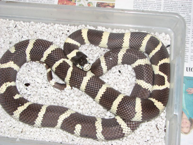 Cal king in nest box