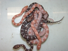 corn hatchlings albino& Het