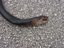 Indigo head neck