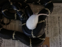 Eastern king constricting.