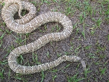 fl king male 6/08