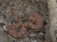Fl Banded water snake