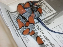 graybanded king eating a skink