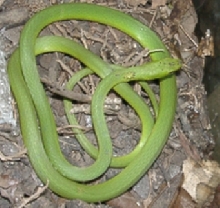 Rough Green Snake Brevard county Fl.