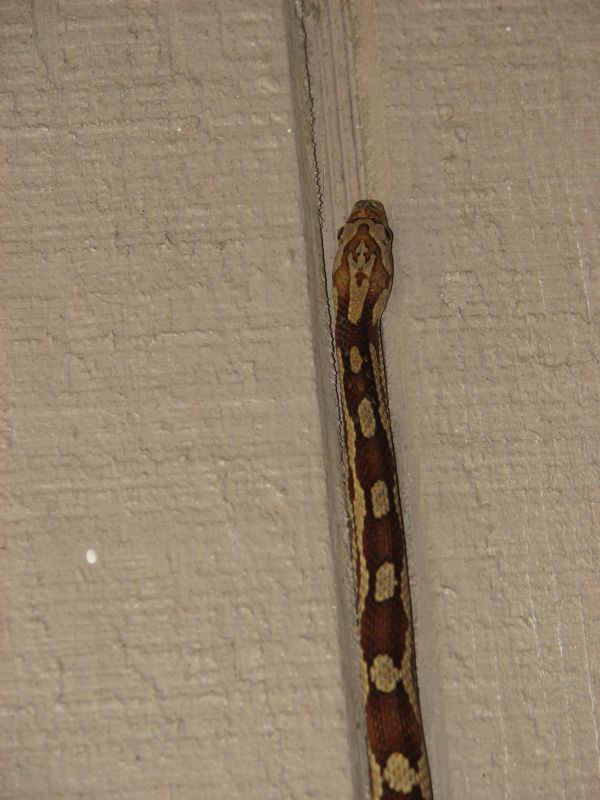 Unamed ratsnake2