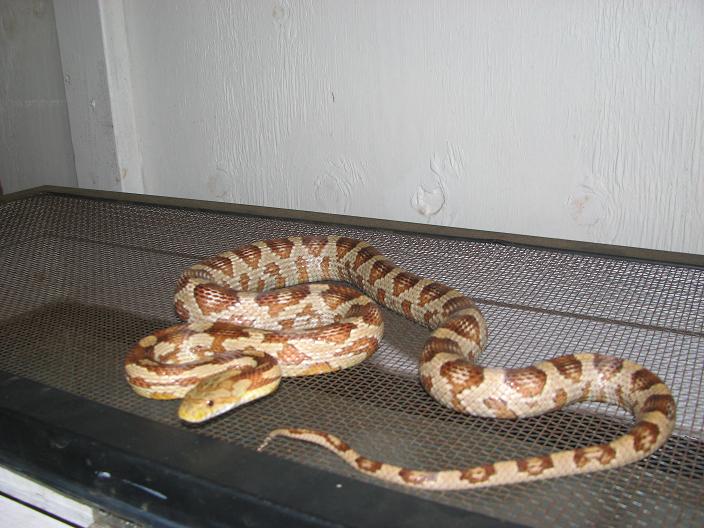 hybrid ratsnake 2 year old 6/08
