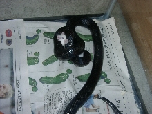 Black Milk snake constricting a mouse