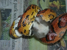 corn snake constricting a rat