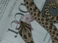 hognose eating