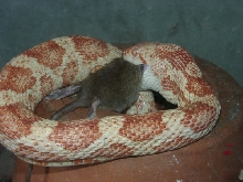 Albino Black ratsnake eating a rat.