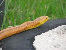 Yellow rat 3