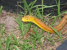Yellow rat 4