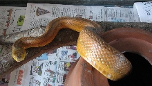 yellow rat wc.