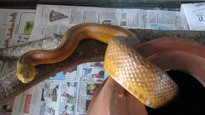 yellow rat wc.