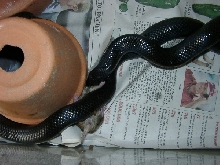 Black Milk snake eating a mouse